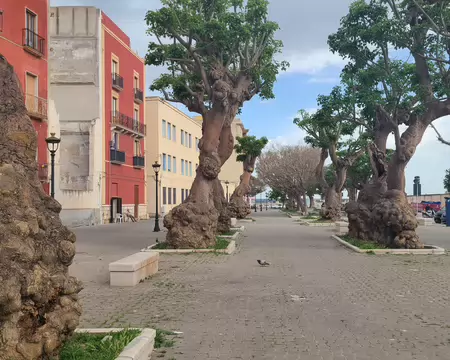 20260429_171443 Arbres à Trapani