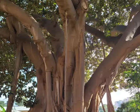 20260430_172951 Un arbre dans le 