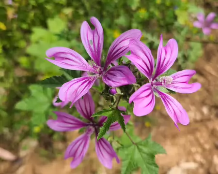 20260501_113415 fleur mauve