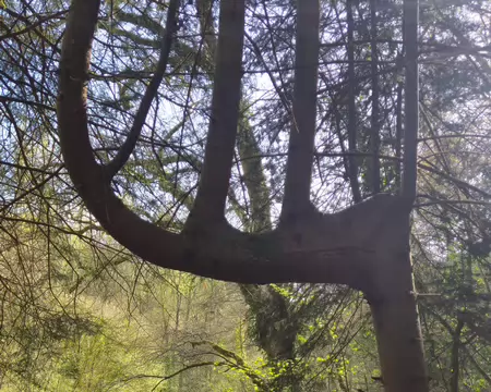 20260405_172739 Arbre curieux