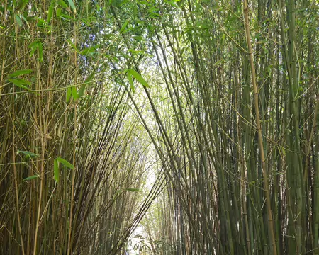 20260406_132052 Bambouseraie du Dourven