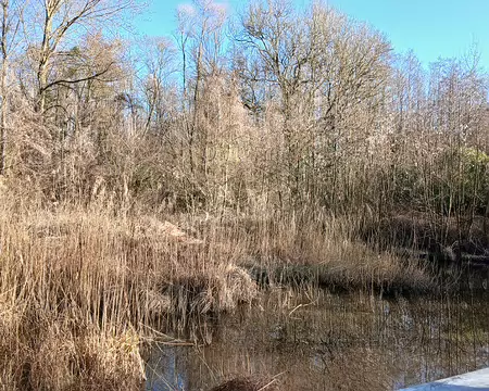 013 La mare est colonisée par des roseaux