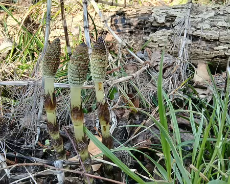 018 Prêles des marais (épis) dans le fond de vallée