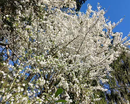 021 Prunus à Brignancourt