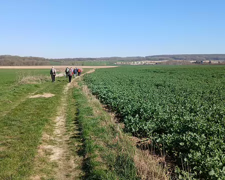 026 Grandes cultures (colza et céréales) sur le plateau du Vexin