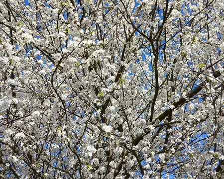 029 Prunus ornemental (Marines)