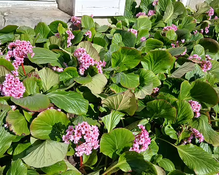 032 Bergenias (saxifrages)