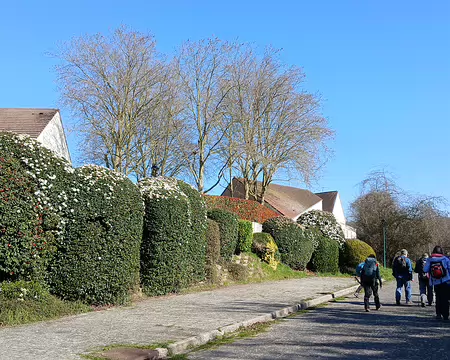 034 Lauriers-tins (Marines)