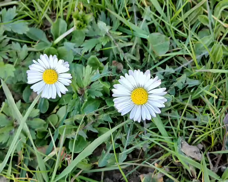 040 au milieu des pâquerettes