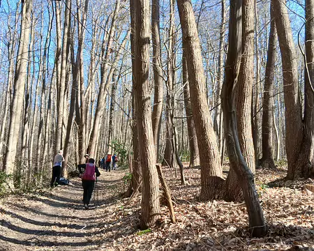 041 Dans le bois du Caillouet sur la butte de Marines