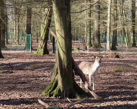 20260304105353_IMG_9361 Près de l'étang des Noës (La Verrièr