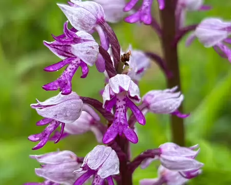 IMG_2247 Orchis.