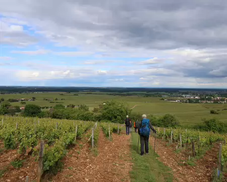 Sentier_Felix_Batier_238 Descente à Chambolle-Musigny par le vignoble.