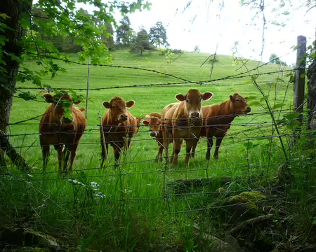 2026-05-18 17-24-50 Ici les vaches aiment regarder les randonneurs car il n'y a plus beaucoup de trains ...