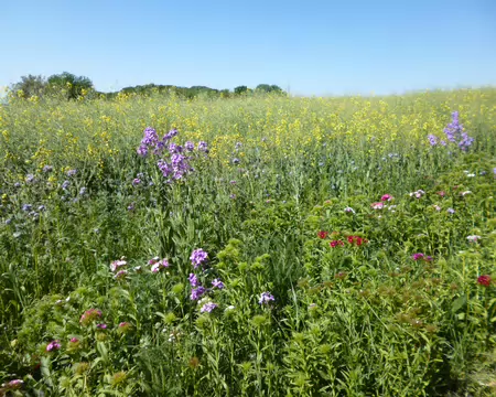 P1220990 Bande de prairie fleurie le long du champ de colza