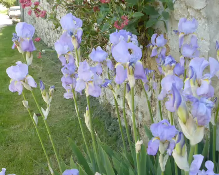 P1220993 Iris et lilas d'Espagne