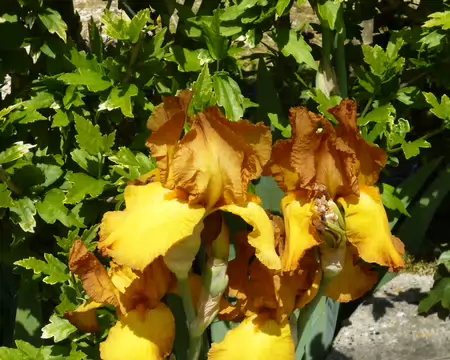 P1220995 Iris