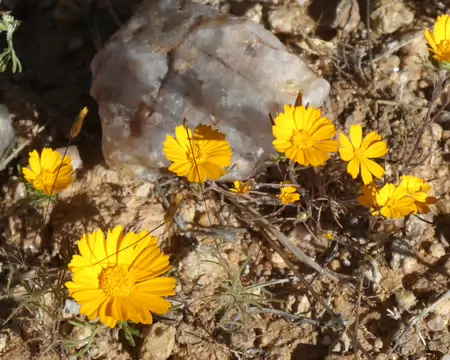 P1120410 La cladanthe d'Arabie (asteracées)