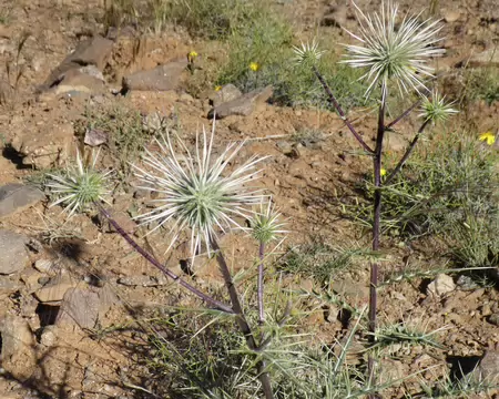 P1120429 L'Echinops spinosissimus (asteracées)