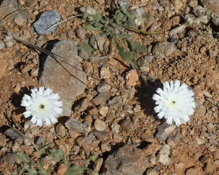P1120450 Picris albida (asteracées), endémique du Maroc et de l'Algérie