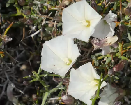 P1120456 Convolvulus trabutianus (famille du liseron), endémique du Nord du Sahara