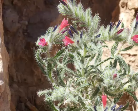 P1120487 La vipérine (Echium horridum)