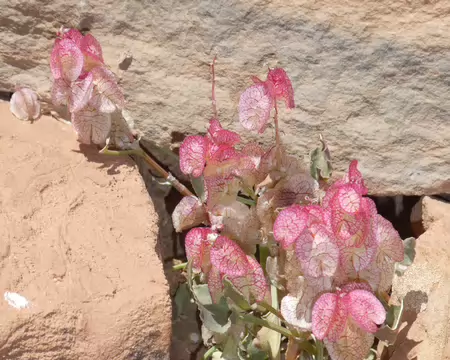 P1120490 L'oseille vésiculeuse (Rumex vesicarius)
