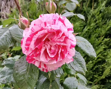 012 Rose panachée