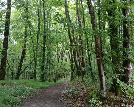 017 Le GR 11 dans la forêt