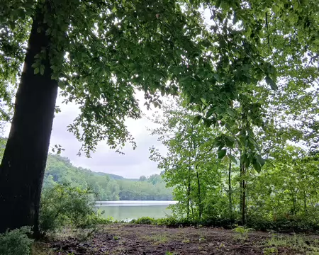 020 Le Grand Etang fournissait du poisson au prieuré des Hautes Bruyères