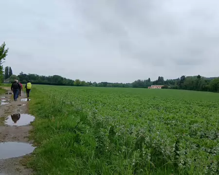 022 Champ de fèves