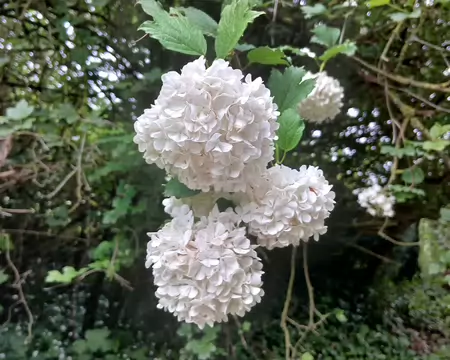 024 Boules de neige (Viorne obier), rue d’Yte à Saint-Rémy-L’Honoré