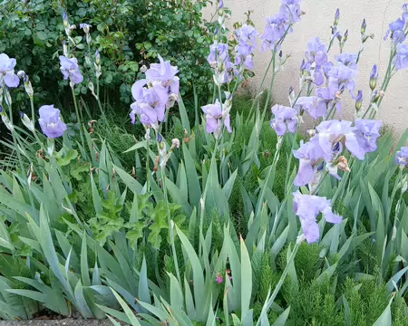 026 Iris au lieu-dit la Blotterie (Saint-Rémy-L’Honoré)
