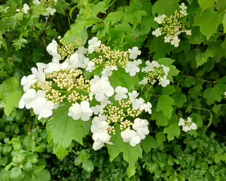 027 Hydrangea