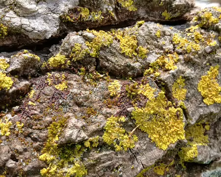 028 Lichen sur bois mort