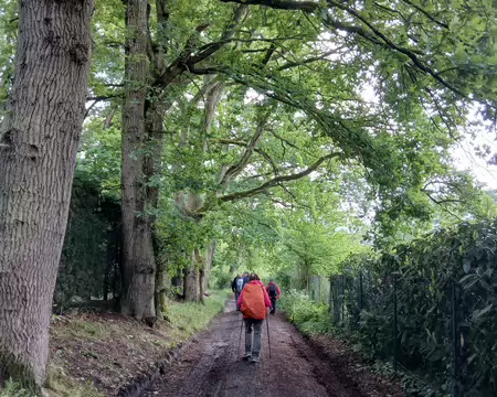 032 Chemin bordé de grands chênes