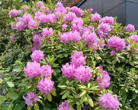 033 Rhododendrons (Les Maisons Neuves)
