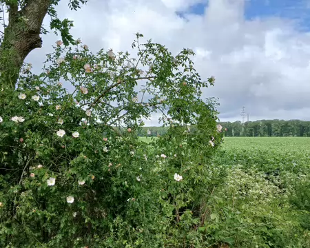 034 Eglantier et champ de fèves