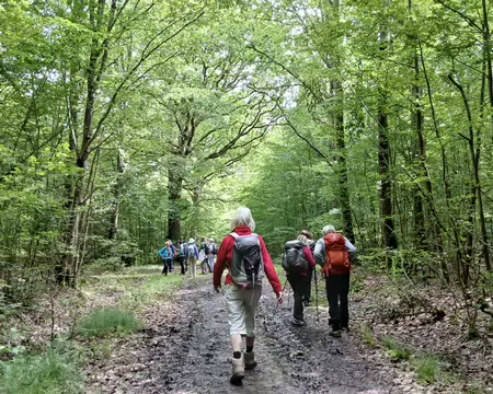 037 Le GR 11 dans la forêt de Rambouillet