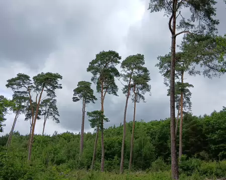 040 Grands pins vus de la route forestière Belsédène