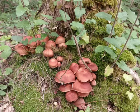 041 Dans le sous-bois