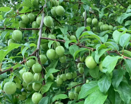 Des prunes-cerises (Prunus cerasifera) encore bien vertes.