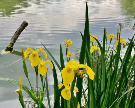 Des iris des marais (Iris pseudacorus).