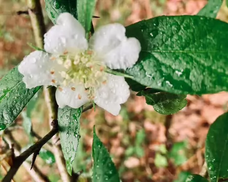 Fleur de néflier. Très éphémère.