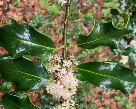 Houx en fleur.