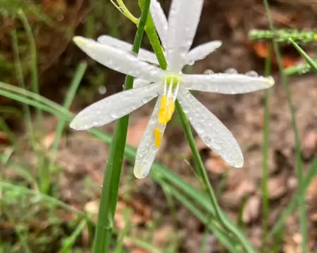 Lys de St Bernard (Anthericum liliago).