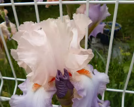 P1230046 Iris