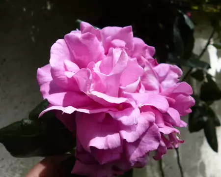 P1230078
