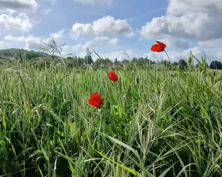 003 Coquelicots en bordure d’un champ de blé