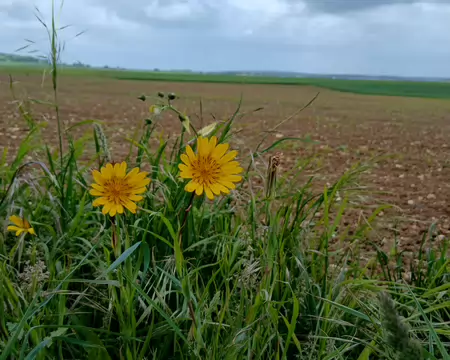 010 Asters